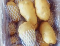 滕州荷兰土豆大量上市需要的抓紧联系