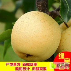 2017冠县梨现在订货有惊喜