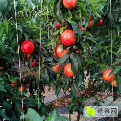 河北省唐山市乐亭县大量油桃已经上市