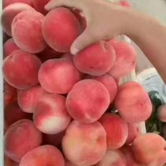 山东省潍坊市临朐县蜜桃上货量大