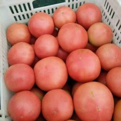 怀来西红柿香甜可口沙城尚先生诚信合作