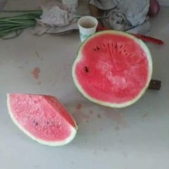 周至临桥4万斤红双喜西瓜待售！