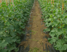 2017谯城目前已发展的哈密瓜品种有西州蜜25号