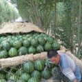 辽宁新民地雷瓜圆形、花皮、皮薄
