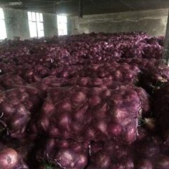 河南南阳新野县紫皮洋葱陆地存货200吨，质量好