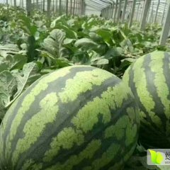 辽宁省凌海市大棚西瓜和陆地西瓜
