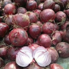 我辽宁省凌海市地区是种植洋葱基地