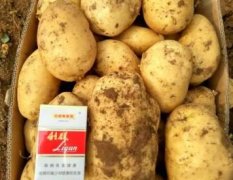 辽宁省凌海市是种植荷兰十五土豆基地