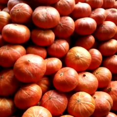 辽宁省凌海市有大量黄色南瓜急售