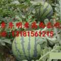 2017东明西瓜抓住商机无限