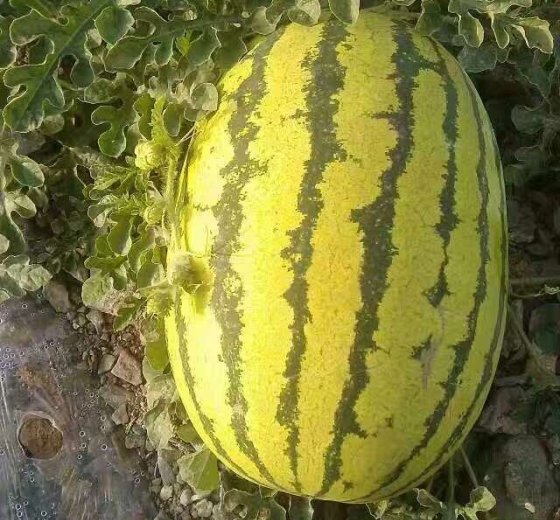 硒砂瓜价格