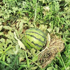 2017滦南西瓜 本地区全部为沙子地