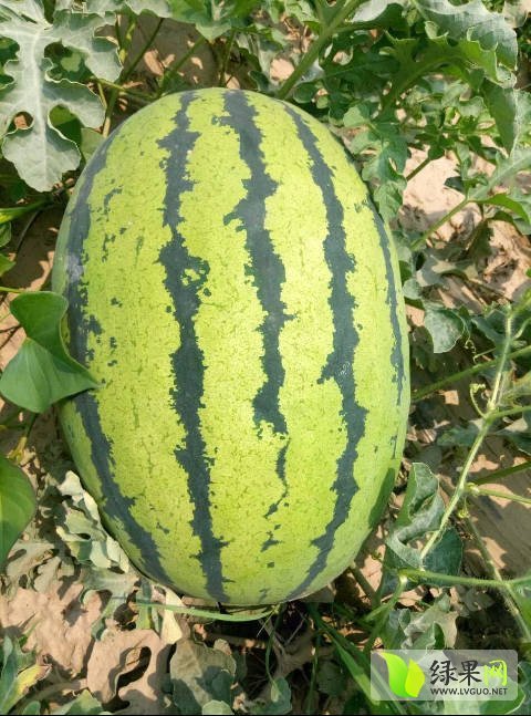 2017年山西忻府京欣价格