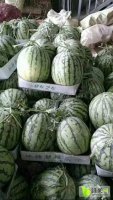 通许西瓜我处8424西瓜现在已经大量上市
