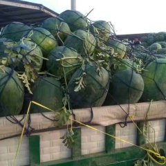 开封通许京欣、龙卷风、8424西瓜大量上市