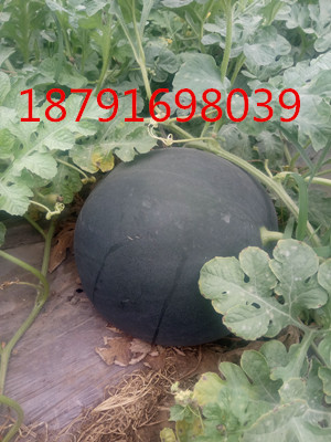 黑皮无籽价格