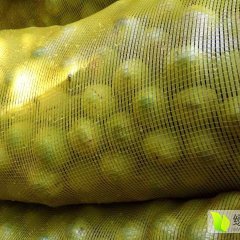 2017大荔核桃值得出手