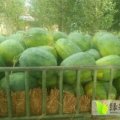 开封西瓜以有30年的种植历史！