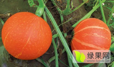 内蒙古赤峰市红栗南瓜 新上市产销两旺