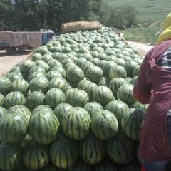 松山西瓜著名品种,内蒙苏尊华诚信合作