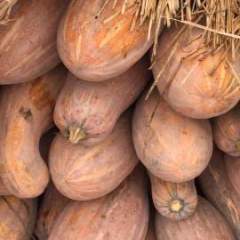 湖北省嘉鱼县南瓜随行就市