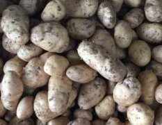 2017土豆大量上市 ，欢迎新老客户