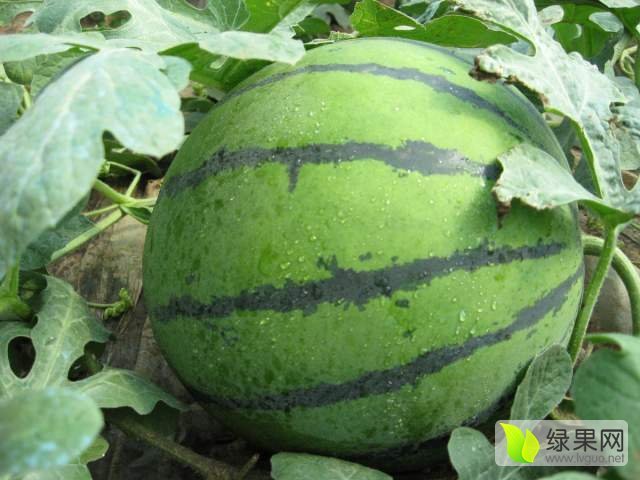 2017年河南通许龙卷风价格