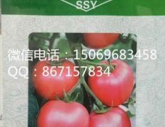 寿光番茄种子荷兰引进，无限生长型早熟品种