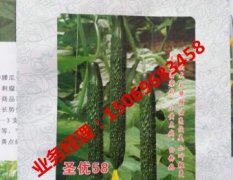 2017寿光黄瓜种子 圣优58