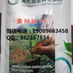2017寿光南瓜种子 同步日本最先进的黄瓜砧木