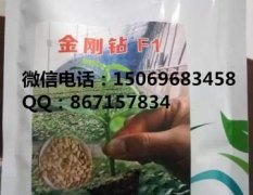 2017寿光南瓜种子 同步日本最先进的黄瓜砧木