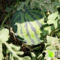 东明西瓜已经大量上市，各种西瓜品种齐全