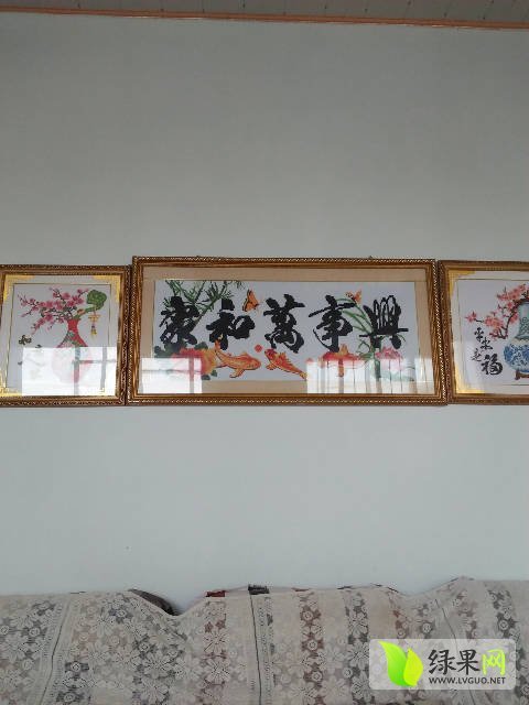 西农八号价格