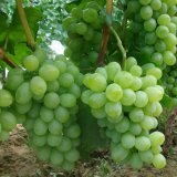 2017年河北饶阳无核白葡萄价格