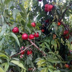 河北广宗中油四号油桃火热上市