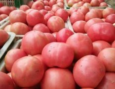 山东禹城大量硬粉西红柿上市了