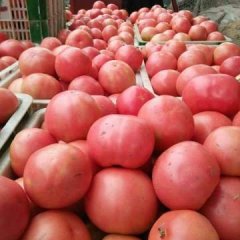 山东禹城大量硬粉西红柿上市了