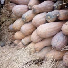 汉寿龙阳潘志强6月密本南瓜