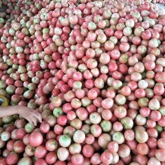 山东东昌府硬粉西红柿上市，弧三以上