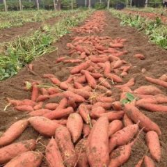 本合作社位于河北雄县红薯基地