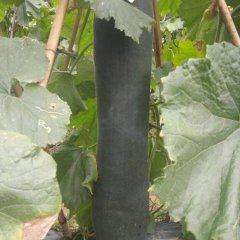 滕州大坞段宁7月黑白吊冬瓜