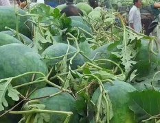 东明县万亩西瓜上市了，品种有丰收三，绿之秀