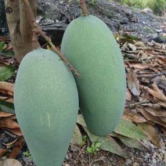 田东金煌芒，属于芒果的一个品种