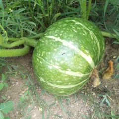 2017内蒙古乌拉特前旗绿皮南瓜上市啦