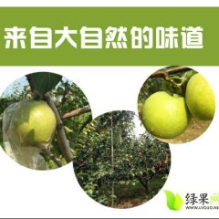 河北泊头皇冠梨果面干净，个大汁多