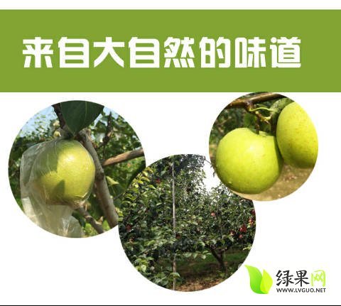2017年河北泊头皇冠梨价格