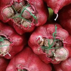 太谷洋葱 洋葱上市，8厘米以上