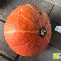 山西太谷日本小南瓜火爆招商中