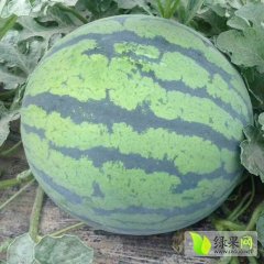 凌海西瓜大面积上市，皮薄口头甜交通方便