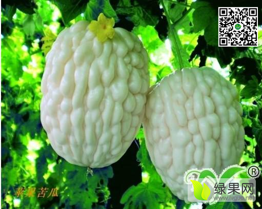 2017年山东莱阳苹果苦瓜价格